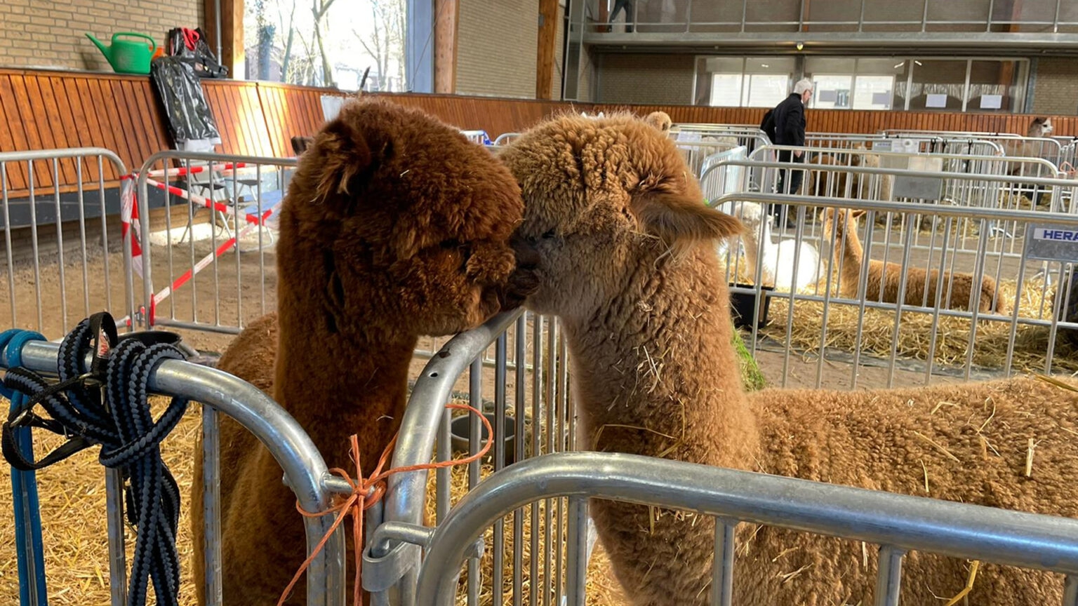 ALPACA SHOW 