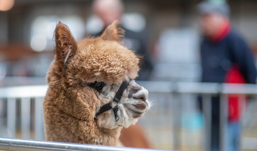 Alpaca Show