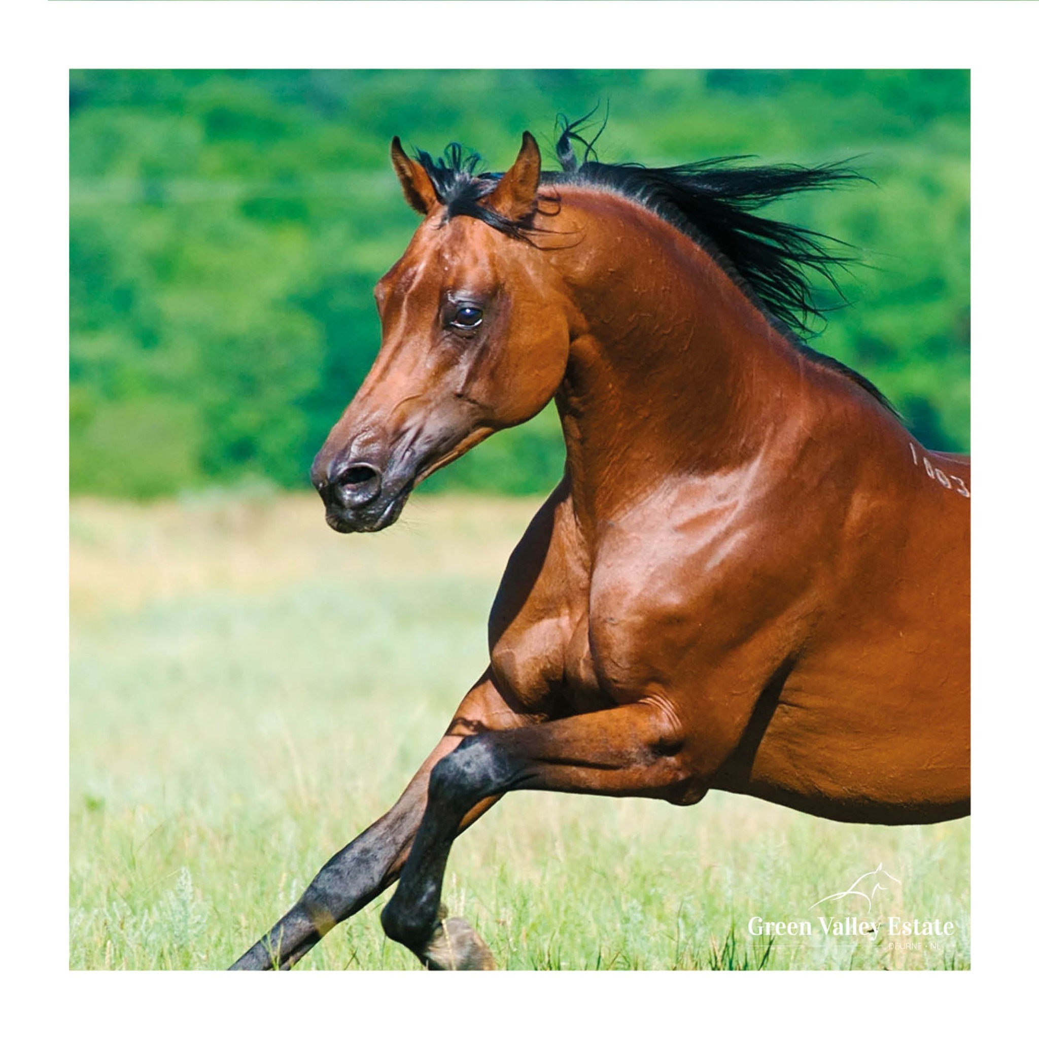 ARABISCH VOLBLOED PAARDENSTAMBOEK